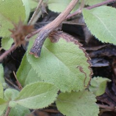 Phytomyza crassiseta