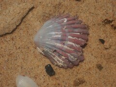 Pecten fumatus