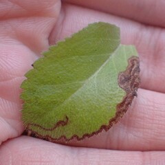 Phytomyza crassiseta