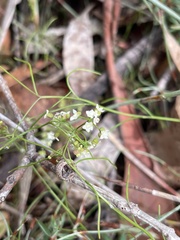 Platysace heterophylla