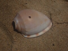 Phalium bandatum