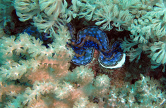 Tridacna