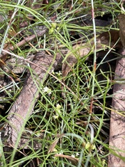 Platysace heterophylla