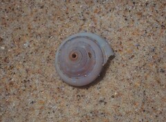 Adelphotectonica reevei