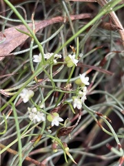 Platysace heterophylla