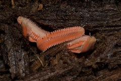 Brachycybe rosea