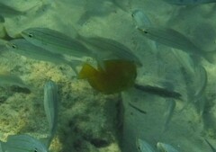 Acanthurus