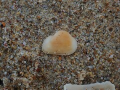 Striarca pisolina