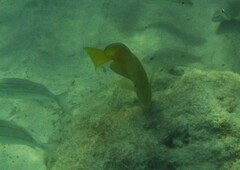 Acanthurus