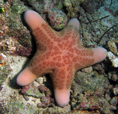 Choriaster granulatus