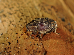 Psepholax sulcatus