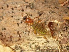 Australoberis refugians