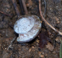 Monadenia