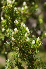 Orites lancifolius