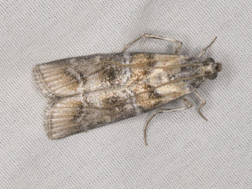 Dioryctria lagunae