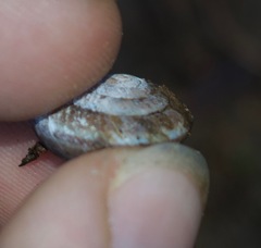 Monadenia