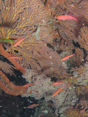 Pyronotanthias smithvanizi