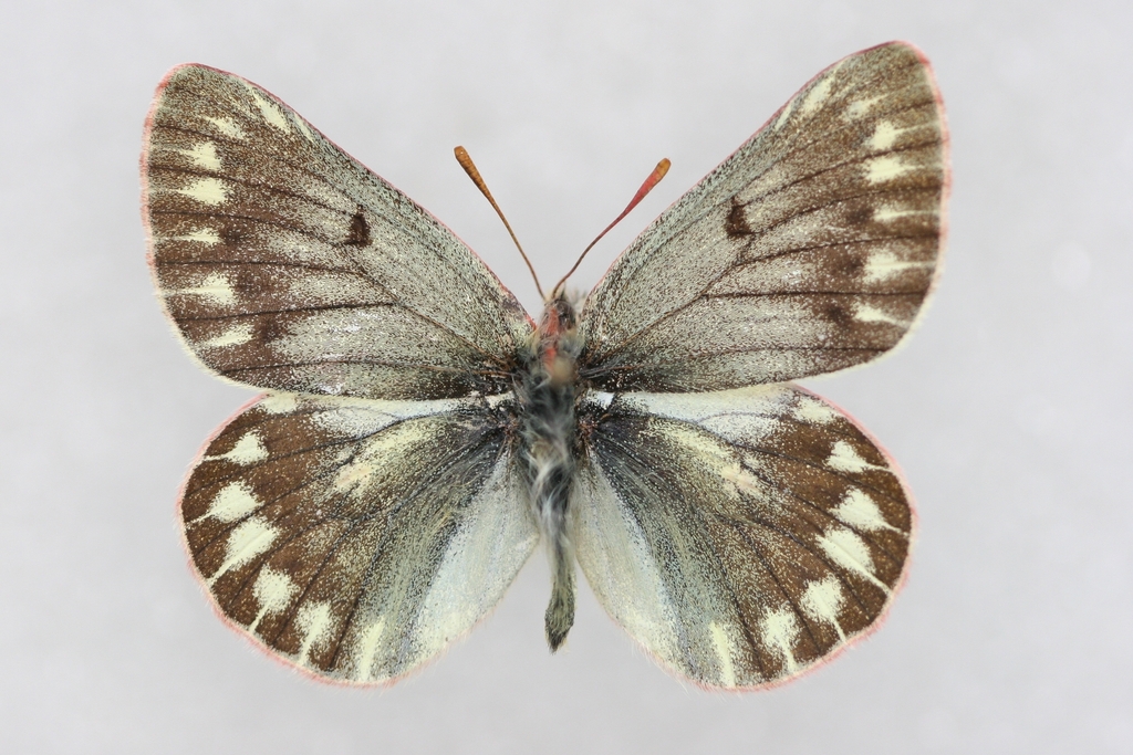 Colias tamerlana