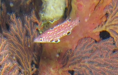 Bodianus dictynna