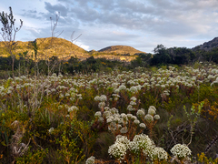 Paepalanthus