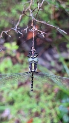 Parasynthemis regina