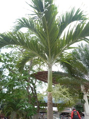 Archontophoenix alexandrae