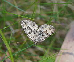 Chrysolarentia rhynchota