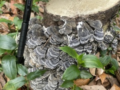 Trametes versicolor