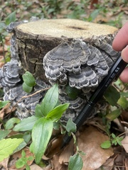 Trametes versicolor