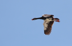 Plectropterus gambensis