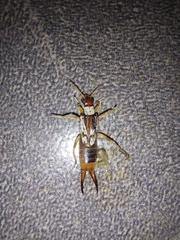 Labidura riparia