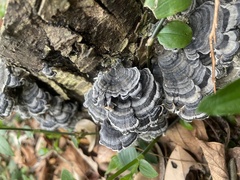 Trametes versicolor