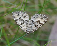 Chrysolarentia rhynchota