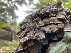 Trametes versicolor