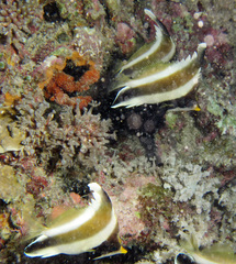 Heniochus chrysostomus