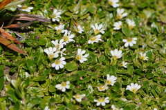 Scaevola hookeri