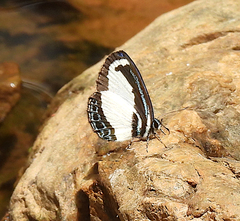 Psychonotis caelius