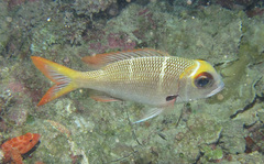 Monotaxis heterodon