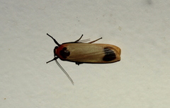 Brunia dorsalis