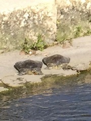 Apalone spinifera guadalupensis