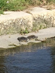 Apalone spinifera guadalupensis