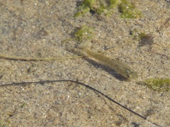 Fundulus parvipinnis