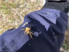 Backobourkia brouni