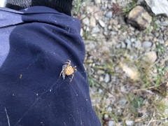 Backobourkia brouni