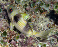 Parupeneus crassilabris