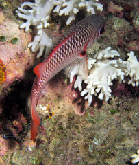 Myripristis violacea