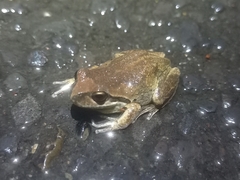 Litoria