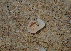 Striarca pisolina