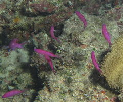 Mirolabrichthys pascalus