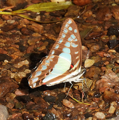 Graphium eurypylus